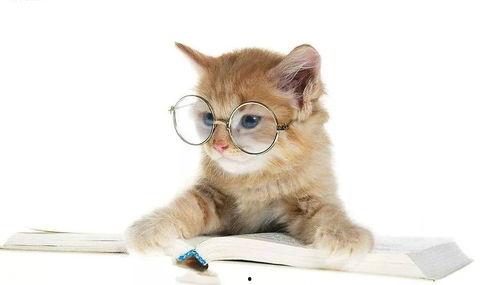 娱乐吃瓜君猫猫子,揭秘娱乐圈那些不为人知的幕后故事